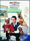 The Ugly Dachshund