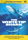 Shark Attack - The White Tip Shark