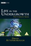 Life In The Undergrowth