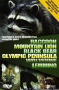 Wildlife - Raccoon / Mountain Lion / Black Bear