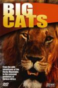 Wildlife - Big Cats