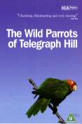 The Wild Parrots Of Telegraph Hill