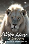 White Lions Of Africa