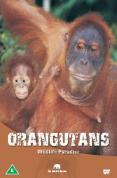 Wildlife Paradise - Orangutans