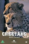 Wildlife Paradise - Cheetahs