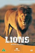 Wildlife Paradise - Lions