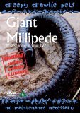 Creepy Crawlie Pets - Giant Millipede