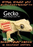 Creepy Crawlie Pets - Wonder Gecko