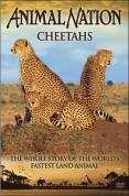 Animal Nation - Cheetahs - The Whole Story