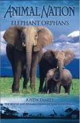 Animal Nation - Elephant Orphans