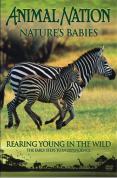 Animal Nation - Nature's Babies: Rearing Young in the Wild