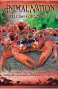 Animal Nation - Red Crabs Crazy Ants