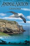 Animal Nation - Grandma - Northern Royal Albatross