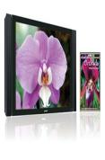 Ambient Orchids