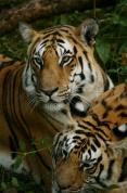 Tigers - Spy in the Jungle [2008]