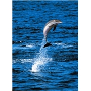 Azores: the World Underwater - Part 2 [DVD]